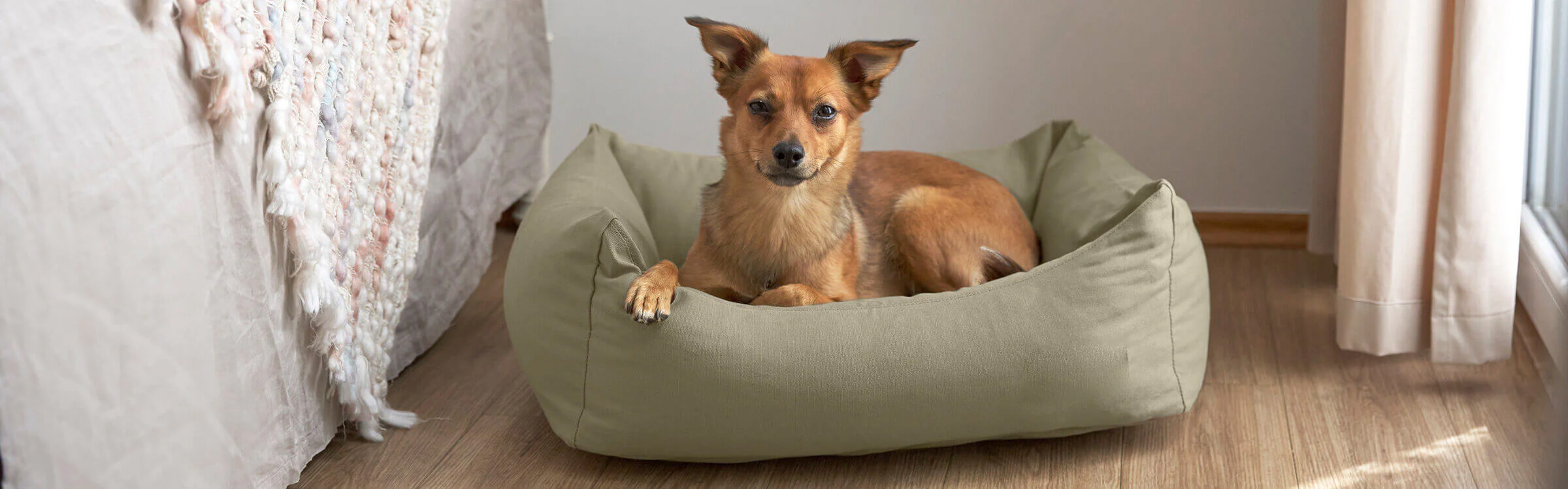 Dog Supplies Sale -Dog Supplies Sale 1