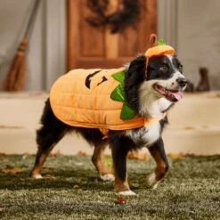 Frisco Pumpkin Dog & Cat Costume -Dog Supplies Sale 144446 PT7. AC SS1800 V1567180408