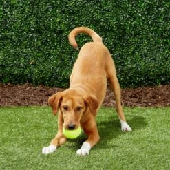 Frisco Fetch Squeaky Tennis Ball Dog Toy -Dog Supplies Sale 152803 PT6. AC SS1800 V1691776652