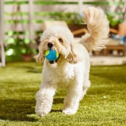 Frisco Fetch Squeaky Tennis Ball With Rubber Sleeve Dog Toy -Dog Supplies Sale 152844 PT6. AC SS1800 V1691776576