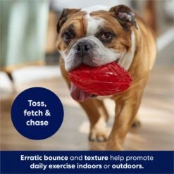 Frisco Football TPR Squeaky Dog Toy -Dog Supplies Sale 154412 PT3. AC SS1800 V1686578718