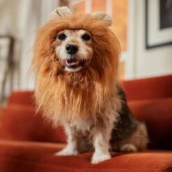 Frisco Lion Mane Dog & Cat Costume -Dog Supplies Sale 158732 PT7. AC SS1800 V1691686202