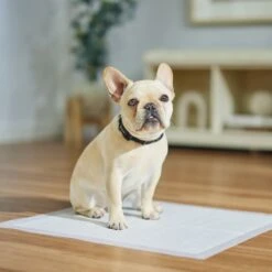 Frisco Dog Training Pads -Dog Supplies Sale 173778 PT5. AC SS1800 V1674674461