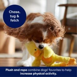 Frisco Duck Plush With Inside Rope Squeaky Dog Toy -Dog Supplies Sale 174723 PT4. AC SS1800 V1695671059