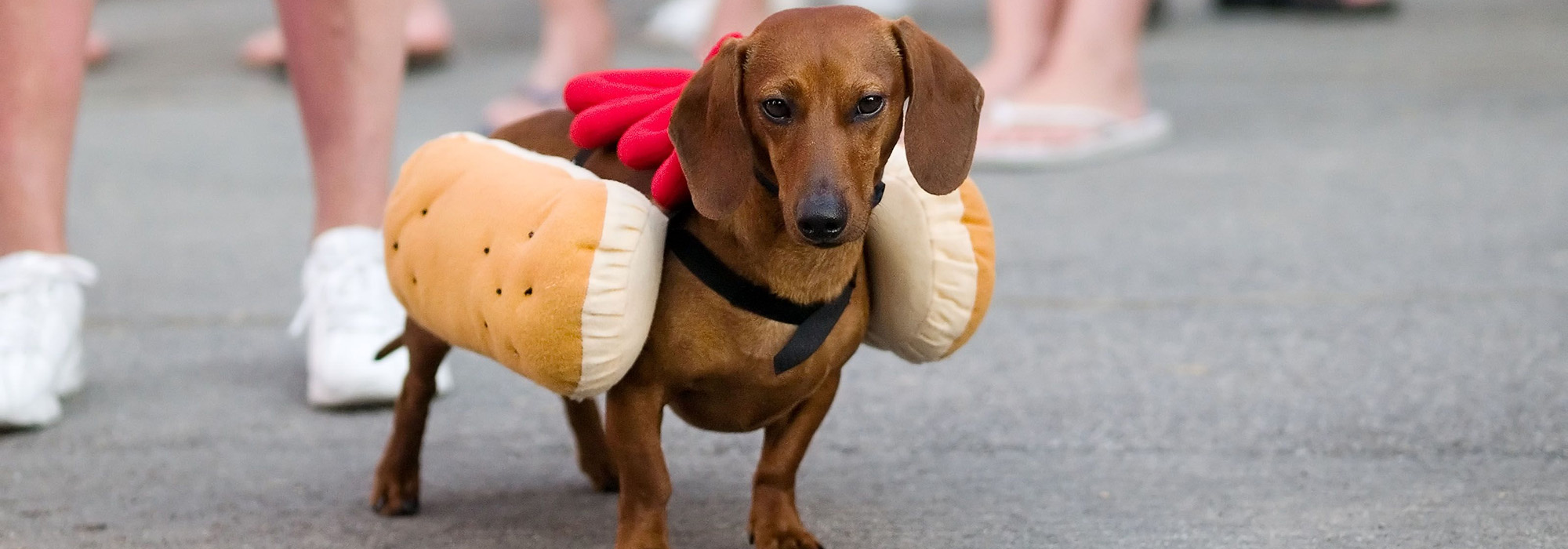 Dog Supplies Sale -Dog Supplies Sale 2