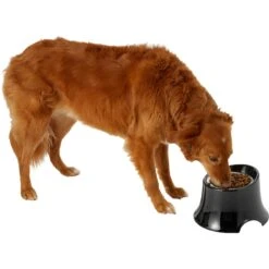 Frisco Stainless Steel Bowl With Elevated Stand -Dog Supplies Sale 216020 PT6. AC SS1800 V1605653241