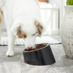 Frisco Stainless Steel Bowl With Elevated Stand -Dog Supplies Sale 216020 PT7. AC SS1800 V1605662208