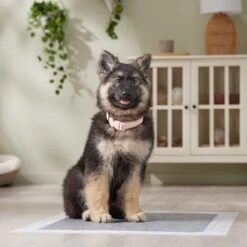 Frisco Extra Large Charcoal Dog Training & Potty Pads -Dog Supplies Sale 227460 PT6. AC SS1800 V1674665620