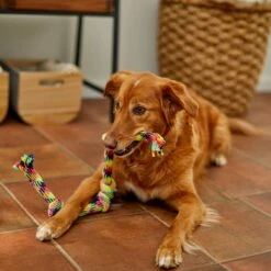 Frisco 4-Knot Tri-Color Rope Dog Toy -Dog Supplies Sale 242139 PT2. AC SS1800 V1605208764