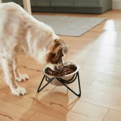 Frisco Triangle Iron Non-Skid Elevated Dog & Cat Bowl -Dog Supplies Sale 257155 PT5. AC SS1800 V1692987369