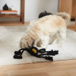 Frisco Halloween Spider Rope Dog Toy -Dog Supplies Sale 270504 PT3. AC SS1800 V1624825021