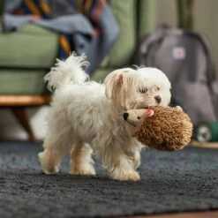 Frisco Camping Hedgehog Plush Squeaky Dog Toy -Dog Supplies Sale 270995 PT3. AC SS1800 V1625009251