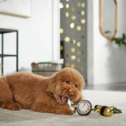 Frisco New Year's Eve Midnight Countdown Plush With Rope Squeaky Dog Toy -Dog Supplies Sale 288478 PT3. AC SS1800 V1638289625