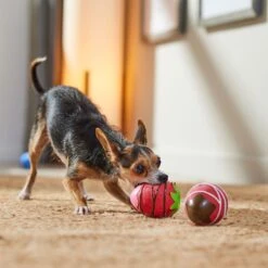 Frisco Valentine Chocolate Covered Strawberries Latex Squeaky Dog Toy -Dog Supplies Sale 298923 PT3. AC SS1800 V1701365172