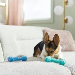 Frisco Easter TPR Bone Squeaky Dog Toy, Medium/Large, 2 Count -Dog Supplies Sale 304966 PT4. AC SS1800 V1670608502