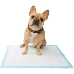 Frisco Training Pad Holder & Frisco Premium Dog Training & Potty Pads -Dog Supplies Sale 319526 PT8. AC SS1800 V1630628180