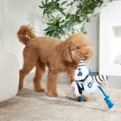 Frisco Dad Gnome Plush With Rope Dog Toy -Dog Supplies Sale 327053 PT3. AC SS1800 V1648667286