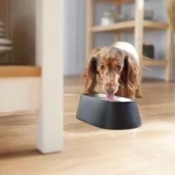 Frisco Long Eared Breed Stainless Steel Dog Bowl, Black, 2 Cup -Dog Supplies Sale 331530 PT2. AC SS1800 V1657656874