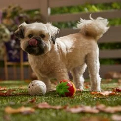 Frisco Halloween Chocolate Covered Strawberries Latex Squeaky Dog Toy -Dog Supplies Sale 344043 PT3. AC SS1800 V1657657031