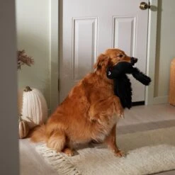 Frisco Halloween Crow Plush Squeaky Dog Toy -Dog Supplies Sale 344156 PT3. AC SS1800 V1657657048