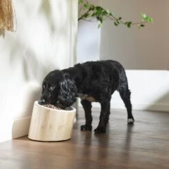 Frisco Elevated Slanted Bamboo Melamine Non-Skid Dog Bowl With Bamboo Stand 12 Frisco Elevated Slanted Bamboo Melamine Non-Skid Dog Bowl With Bamboo Stand -Dog Supplies Sale 363387 PT2. AC SS1800 V1657657267