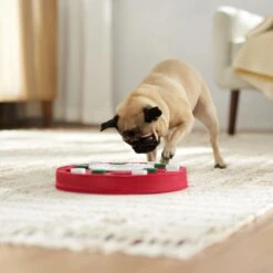 Frisco Bento Interactive Puzzle Dog Toy, Moderate -Dog Supplies Sale 506226 PT5. AC SS1800 V1674664929