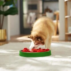 Frisco Watermelon Interactive Puzzle Dog Toy, Advanced -Dog Supplies Sale 506322 PT5. AC SS1800 V1674667034