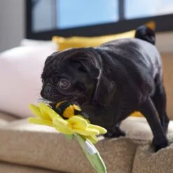 Frisco Spring Sunflower Plush Squeaky Dog Toy -Dog Supplies Sale 546766 PT4. AC SS1800 V1702500565