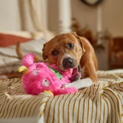 Frisco Halloween Zany Monster Muscle Plush Squeaky Dog Toy -Dog Supplies Sale 668166 PT3. AC SS1800 V1689271301