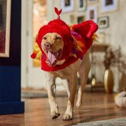 Frisco Flying Phoenix Dog & Cat Costume -Dog Supplies Sale 708150 PT7. AC SS1800 V1689343869