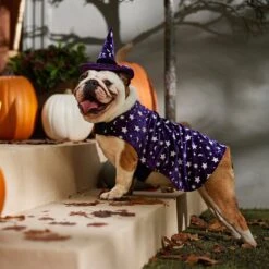 Frisco Cosmic Witch Dog & Cat Costume -Dog Supplies Sale 708982 PT7. AC SS1800 V1689350987