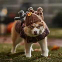 Frisco Squirrels & Nuts Ride-On Dog & Cat Costume -Dog Supplies Sale 709422 PT7. AC SS1800 V1689270909