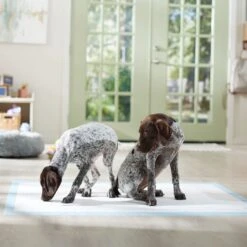 Frisco Mega Non-Skid Ultra Premium Dog Training & Potty Pads -Dog Supplies Sale 793822 PT6. AC SS1800 V1683033862